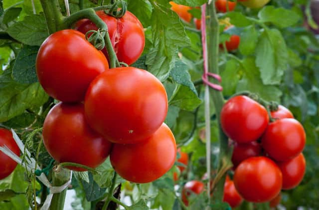 Выращивание томатов в закрытом грунте / Теплица-Киров